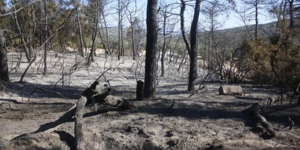 180.000 στρέμματα σε στάχτη: Η φωτιά που απειλεί να σβήσει το μέλλον της ελληνικής γης